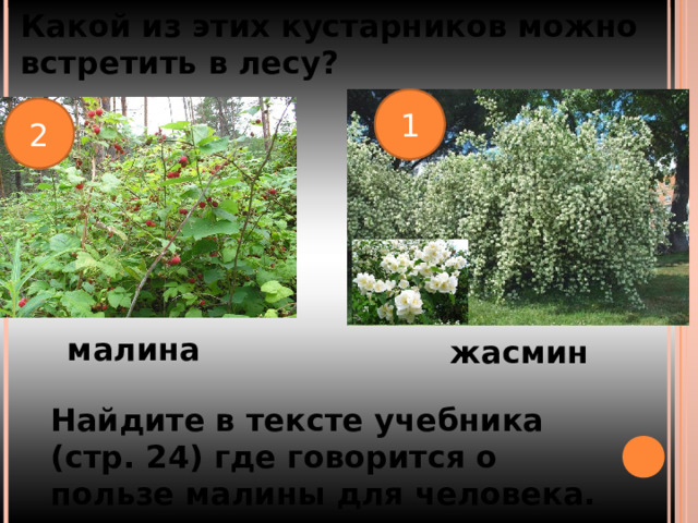 Какой из этих кустарников можно встретить в лесу? 1 2 малина жасмин Найдите в тексте учебника (стр. 24) где говорится о пользе малины для человека. 