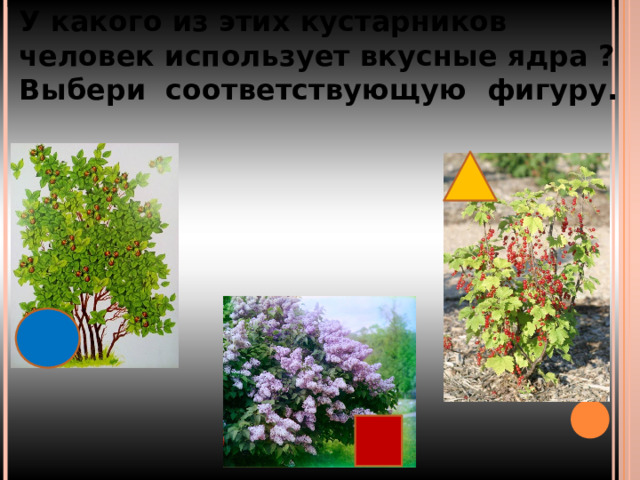 У какого из этих кустарников человек использует вкусные ядра ? Выбери соответствующую фигуру. 