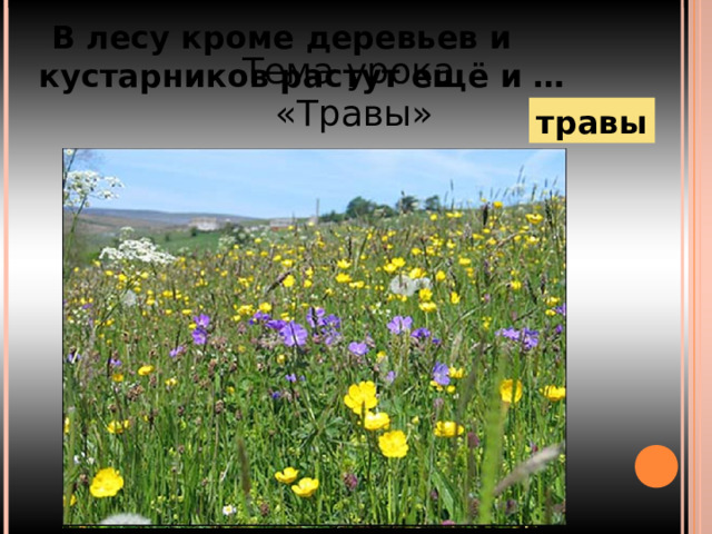  В лесу кроме деревьев и кустарников растут ещё и … Тема урока «Травы» травы 