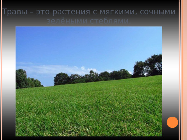 Травы – это растения с мягкими, сочными зелёными стеблями. 