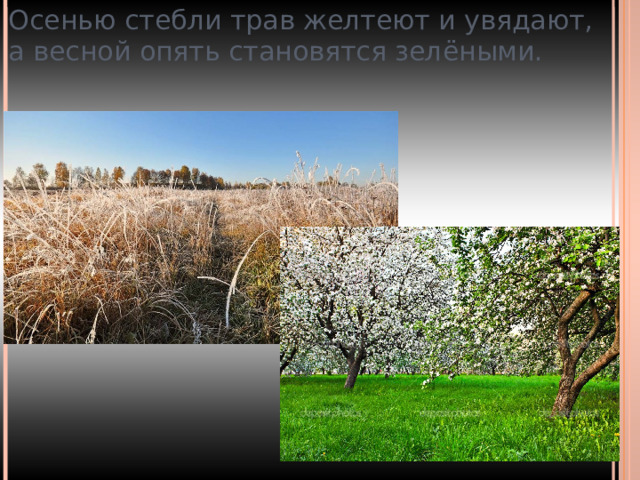 Осенью стебли трав желтеют и увядают,  а весной опять становятся зелёными. 