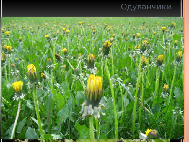 Одуванчики 