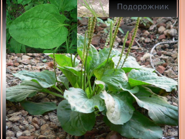 Подорожник 