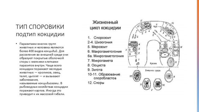Симптомы дизентерии  