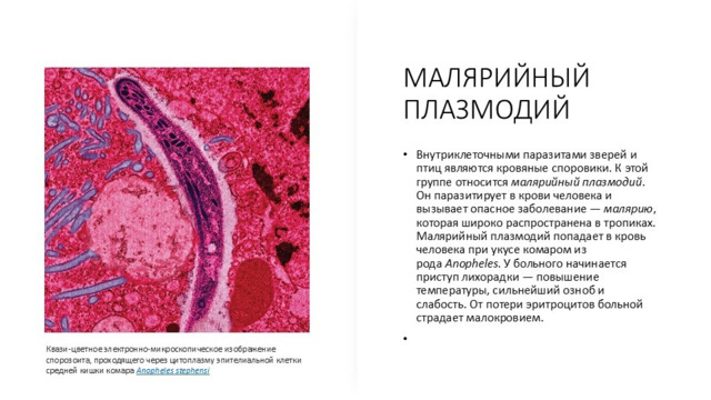 Значение простейших 