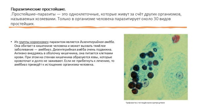 Простейших известно всего 70 тысяч видов. Подтип Саркомастигофоры (25 тыс. видов) Подтип Жгутиковые (класс Растительные жгутиконосцы, класс Животные жгутиконосцы) Подтип Саркодовые (класс Корненожки: отряды: Амебы, Раковинные амебы, Фораминиферы, класс Радиолярии или Лучевики; класс Солнечники) Тип Инфузории ( 7500 тыс. Видов) (класс Ресничные; класс Сосущие) 