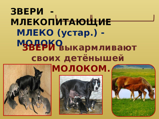 ЗВЕРИ - МЛЕКОПИТАЮЩИЕ МЛЕКО (устар.) - МОЛОКО ЗВЕРИ выкармливают своих детёнышей  МОЛОКОМ. 