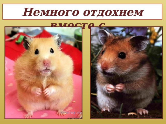 Немного отдохнем вместе с… 