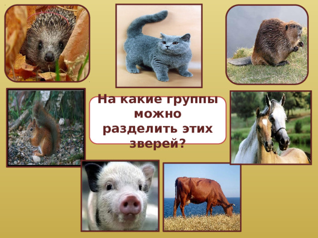 На какие группы можно разделить этих зверей? 