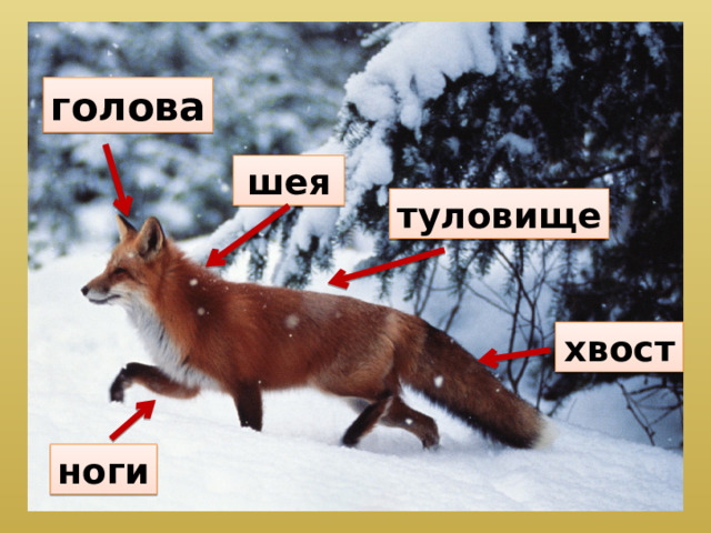 голова шея туловище хвост ноги 