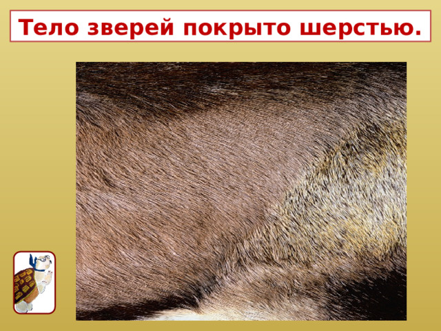 Тело зверей покрыто шерстью. 