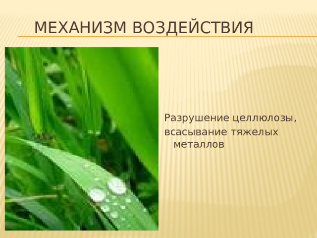 Механизм воздействия Разрушение целлюлозы, всасывание тяжелых металлов 
