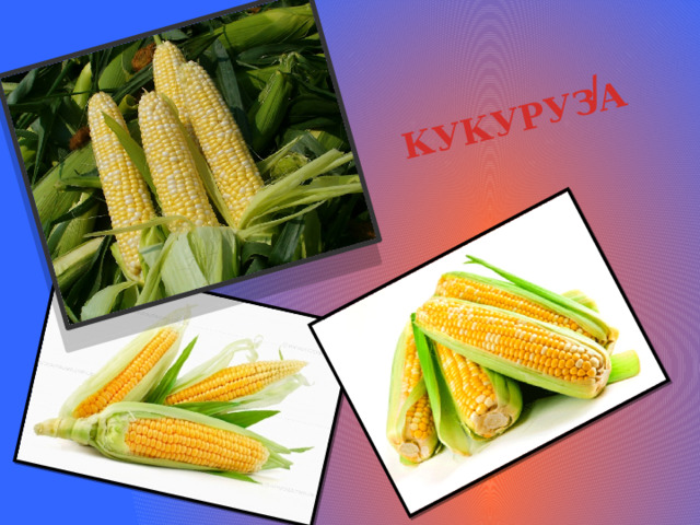 КУКУРУЗА / 