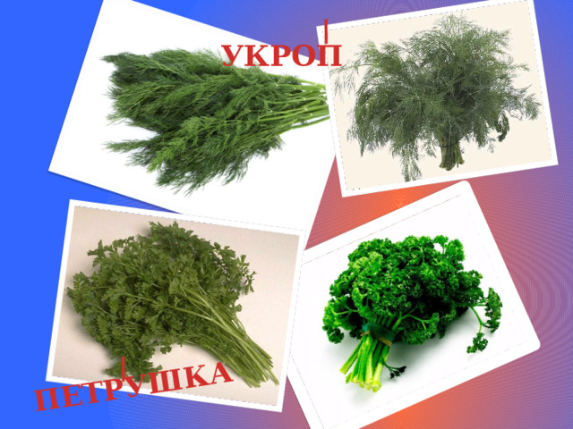 / ПЕТРУШКА / УКРОП 