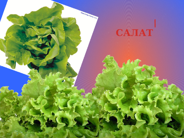 / САЛАТ 