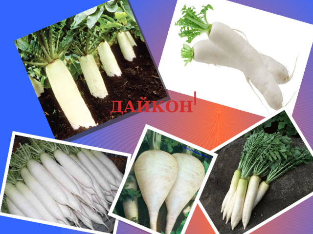 / ДАЙКОН 