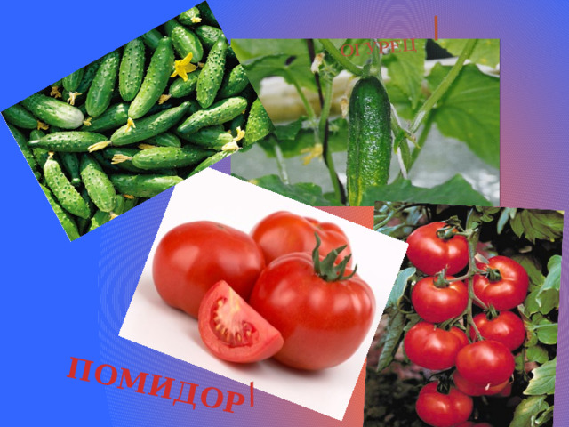 / ПОМИДОР / ОГУРЕЦ 