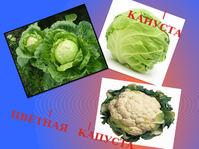 КАПУСТА ЦВЕТНАЯ КАПУСТА / / / 