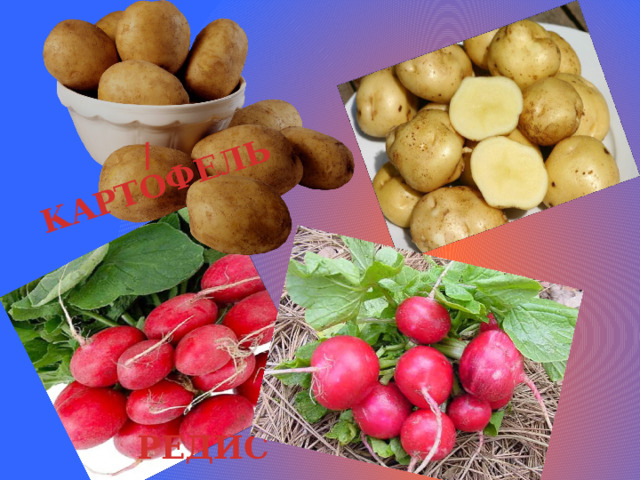 КАРТОФЕЛЬ / РЕДИС 
