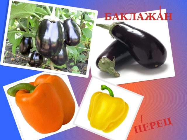 / ПЕРЕЦ / БАКЛАЖАН 