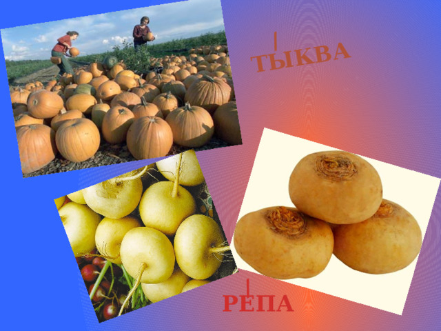 ТЫКВА / / РЕПА 