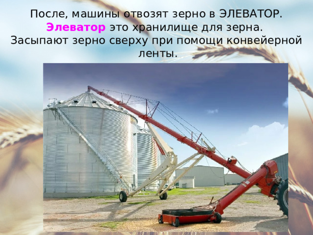 После, машины отвозят зерно в ЭЛЕВАТОР.  Элеватор это хранилище для зерна.  Засыпают зерно сверху при помощи конвейерной  ленты. 
