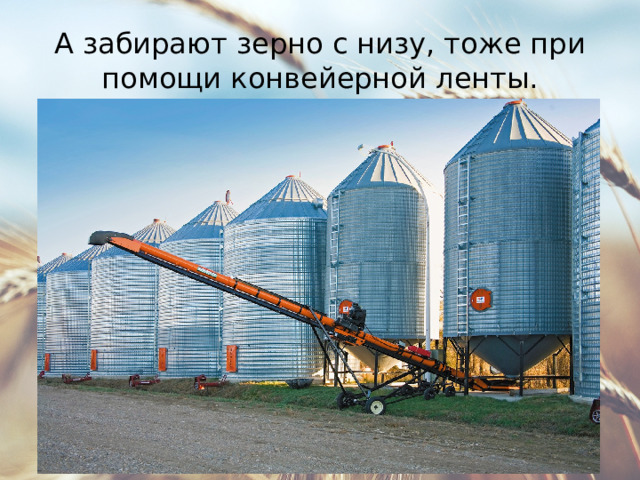 А забирают зерно с низу, тоже при помощи конвейерной ленты. 