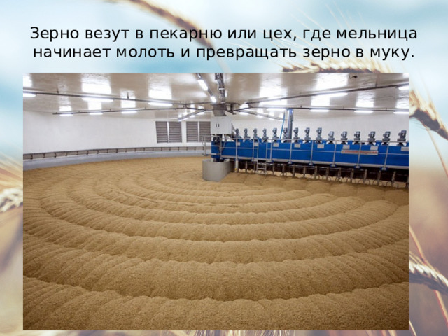 Зерно везут в пекарню или цех, где мельница начинает молоть и превращать зерно в муку. 