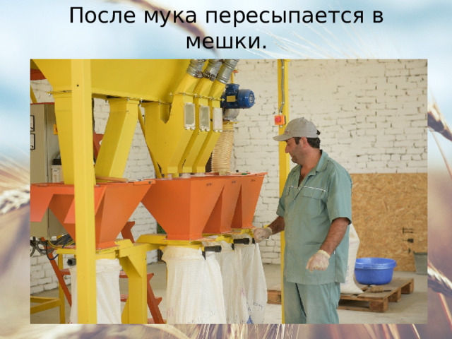 После мука пересыпается в мешки. 