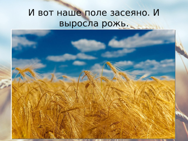 И вот наше поле засеяно. И выросла рожь. 