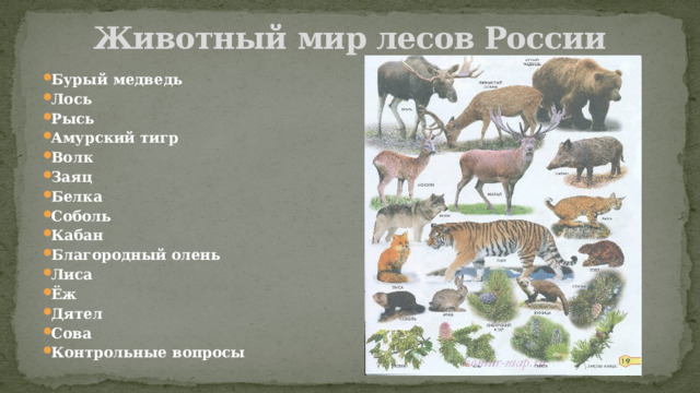 Животный  мир лесов России Бурый медведь Лось Рысь Амурский тигр Волк Заяц Белка Соболь Кабан Благородный олень Лиса Ёж Дятел Сова Контрольные вопросы 