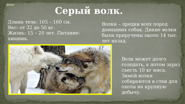 Серый волк. Длина тела: 105 – 160 см. Вес: от 32 до 50 кг. Жизнь: 15 – 20 лет. Питание: хищник. Волки – предки всех пород домашних собак. Дикие волки были приручены около 14 тыс. лет назад. Волк может долго голодать, а потом зараз съесть 10 кг мяса. Зимой волки собираются в стаи для охоты на крупную добычу. 