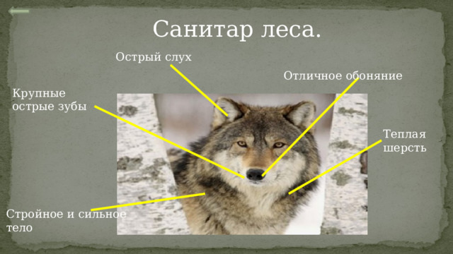 Острый слух Санитар леса. Отличное обоняние Крупные острые зубы Теплая шерсть Стройное и сильное тело 
