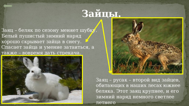 Зайцы. Заяц – беляк по сезону меняет шубку. Белый пушистый зимний наряд хорошо скрывает зайца в снегу. Спасает зайца и умение затаиться, а также – вовремя дать стрекача. Заяц – русак – второй вид зайцев, обитающих в наших лесах южнее беляка. Этот заяц крупнее, и его зимний наряд немного светлее летнего 