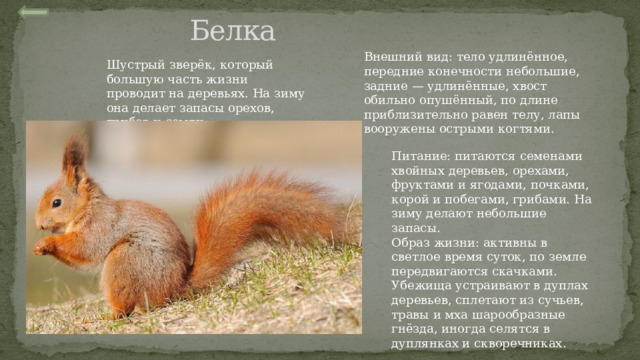 Белка Внешний вид: тело удлинённое, передние конечности небольшие, задние — удлинённые, хвост обильно опушённый, по длине приблизительно равен телу, лапы вооружены острыми когтями. Шустрый зверёк, который большую часть жизни проводит на деревьях. На зиму она делает запасы орехов, грибов и семян. Питание: питаются семенами хвойных деревьев, орехами, фруктами и ягодами, почками, корой и побегами, грибами. На зиму делают небольшие запасы. Образ жизни: активны в светлое время суток, по земле передвигаются скачками. Убежища устраивают в дуплах деревьев, сплетают из сучьев, травы и мха шарообразные гнёзда, иногда селятся в дуплянках и скворечниках. 