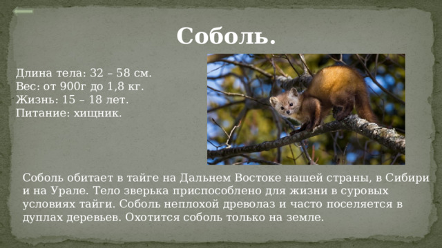  Соболь. Длина тела: 32 – 58 см. Вес: от 900г до 1,8 кг. Жизнь: 15 – 18 лет. Питание: хищник. Соболь обитает в тайге на Дальнем Востоке нашей страны, в Сибири и на Урале. Тело зверька приспособлено для жизни в суровых условиях тайги. Соболь неплохой древолаз и часто поселяется в дуплах деревьев. Охотится соболь только на земле. 