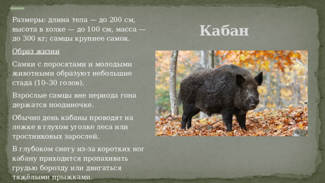 Размеры: длина тела — до 200 см, высота в холке — до 100 см, масса — до 300 кг; самцы крупнее самок. Образ жизни Самки с поросятами и молодыми животными образуют небольшие стада (10–30 голов). Взрослые самцы вне периода гона держатся поодиночке. Обычно день кабаны проводят на лежке в глухом уголке леса или тростниковых зарослей. В глубоком снегу из-за коротких ног кабану приходится пропахивать грудью борозду или двигаться тяжёлыми прыжками.  Кабан 