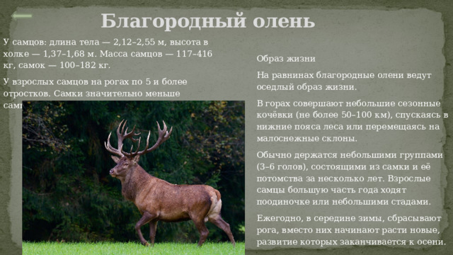Благородный олень У самцов: длина тела — 2,12–2,55 м, высота в холке — 1,37–1,68 м. Масса самцов — 117–416 кг, самок — 100–182 кг. У взрослых самцов на рогах по 5 и более отростков. Самки значительно меньше самцов, безрогие Образ жизни На равнинах благородные олени ведут оседлый образ жизни. В горах совершают небольшие сезонные кочёвки (не более 50–100 км), спускаясь в нижние пояса леса или перемещаясь на малоснежные склоны. Обычно держатся небольшими группами (3–6 голов), состоящими из самки и её потомства за несколько лет. Взрослые самцы большую часть года ходят поодиночке или небольшими стадами. Ежегодно, в середине зимы, сбрасывают рога, вместо них начинают расти новые, развитие которых заканчивается к осени. 