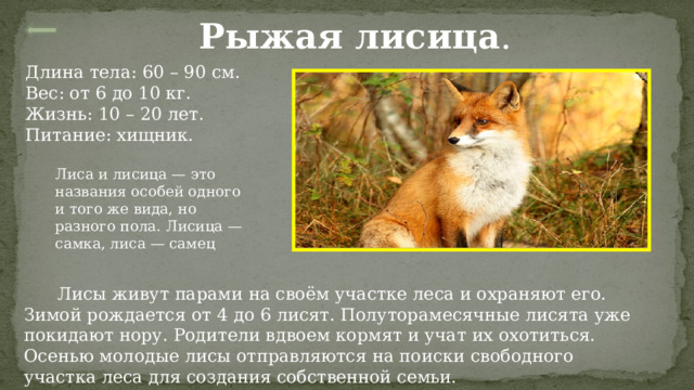 Рыжая лисица . Длина тела: 60 – 90 см. Вес: от 6 до 10 кг. Жизнь: 10 – 20 лет. Питание: хищник. Лиса и лисица — это названия особей одного и того же вида, но разного пола. Лисица — самка, лиса — самец  Лисы живут парами на своём участке леса и охраняют его. Зимой рождается от 4 до 6 лисят. Полуторамесячные лисята уже покидают нору. Родители вдвоем кормят и учат их охотиться. Осенью молодые лисы отправляются на поиски свободного участка леса для создания собственной семьи. 