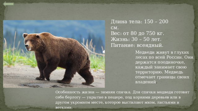 Длина тела: 150 – 200 см. Вес: от 80 до 750 кг. Жизнь: 30 – 50 лет. Питание: всеядный. Бурый медведь — вид млекопитающих семейства медвежьих отряда хищных.   Медведи живут в глухих лесах по всей России. Они держатся поодиночке, каждый занимает свою территорию. Медведь отмечает границы своих владений . Особенность жизни — зимняя спячка. Для спячки медведи готовят себе берлогу — укрытие в пещере, под корнями деревьев или в другом укромном месте, которое выстилают мхом, листьями и ветками. 