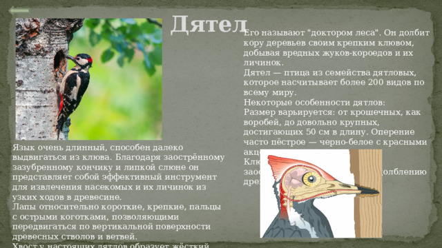 Дятел Его называют 