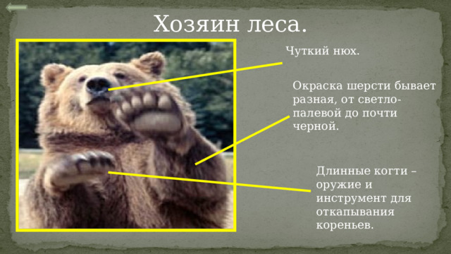 Хозяин леса. Чуткий нюх. Окраска шерсти бывает разная, от светло-палевой до почти черной. Длинные когти – оружие и инструмент для откапывания кореньев. 
