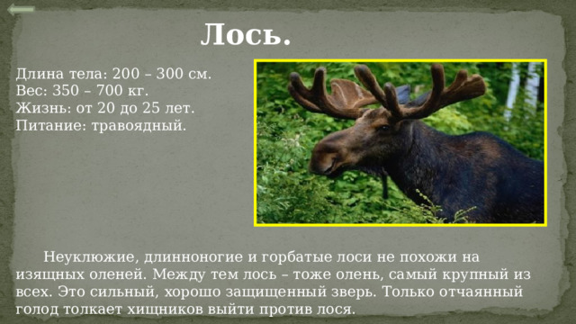 Лось. Длина тела: 200 – 300 см. Вес: 350 – 700 кг. Жизнь: от 20 до 25 лет. Питание: травоядный.  Неуклюжие, длинноногие и горбатые лоси не похожи на изящных оленей. Между тем лось – тоже олень, самый крупный из всех. Это сильный, хорошо защищенный зверь. Только отчаянный голод толкает хищников выйти против лося. 