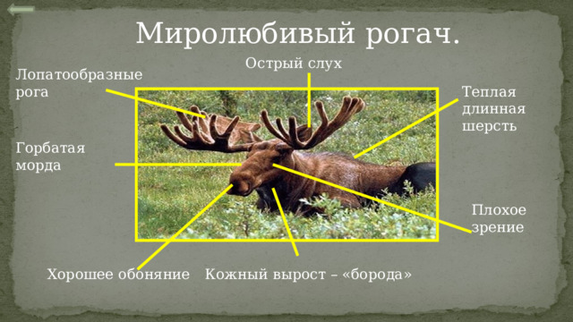 Миролюбивый рогач. Острый слух Лопатообразные рога Теплая длинная шерсть Горбатая морда Плохое зрение Хорошее обоняние Кожный вырост – «борода» 