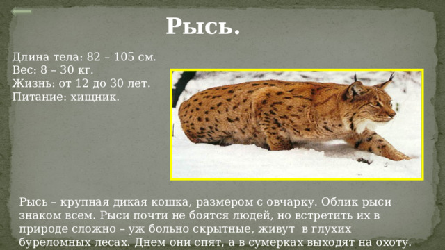 Рысь. Длина тела: 82 – 105 см. Вес: 8 – 30 кг. Жизнь: от 12 до 30 лет. Питание: хищник. Рысь – крупная дикая кошка, размером с овчарку. Облик рыси знаком всем. Рыси почти не боятся людей, но встретить их в природе сложно – уж больно скрытные, живут в глухих буреломных лесах. Днем они спят, а в сумерках выходят на охоту. 