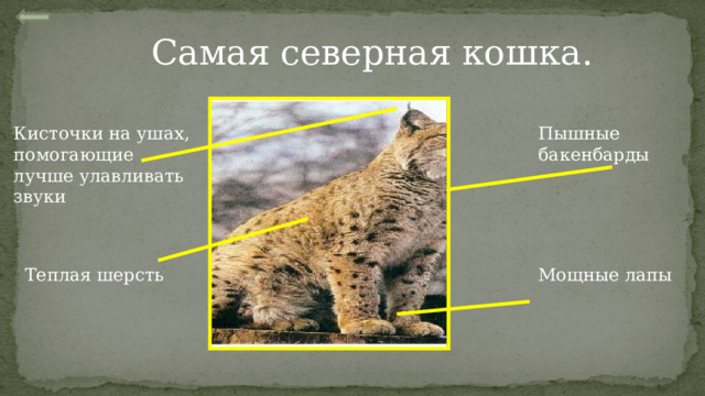Самая северная кошка. Пышные бакенбарды Кисточки на ушах, помогающие лучше улавливать звуки Мощные лапы Теплая шерсть 