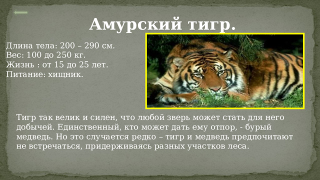 Амурский тигр. Длина тела: 200 – 290 см. Вес: 100 до 250 кг. Жизнь : от 15 до 25 лет. Питание: хищник. Тигр так велик и силен, что любой зверь может стать для него добычей. Единственный, кто может дать ему отпор, - бурый медведь. Но это случается редко – тигр и медведь предпочитают не встречаться, придерживаясь разных участков леса. 