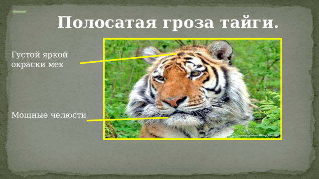 Полосатая гроза тайги. Густой яркой окраски мех Мощные челюсти 