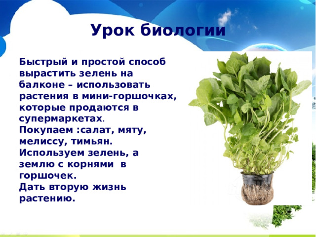 Урок биологии Быстрый и простой способ вырастить зелень на балконе – использовать растения в мини-горшочках, которые продаются в супермаркетах .  Покупаем :салат, мяту, мелиссу, тимьян. Используем зелень, а землю с корнями в горшочек. Дать вторую жизнь растению. 