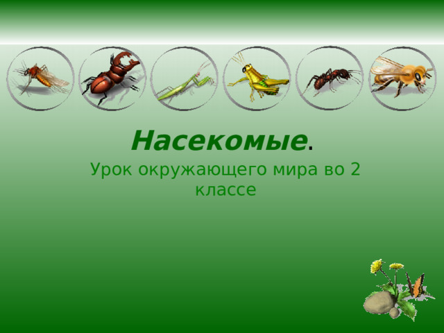 Насекомые . Урок окружающего мира во 2 классе 